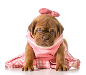 female puppy