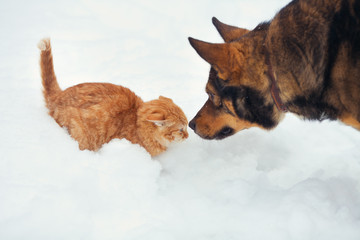 Kitten and big dog playing in the snow