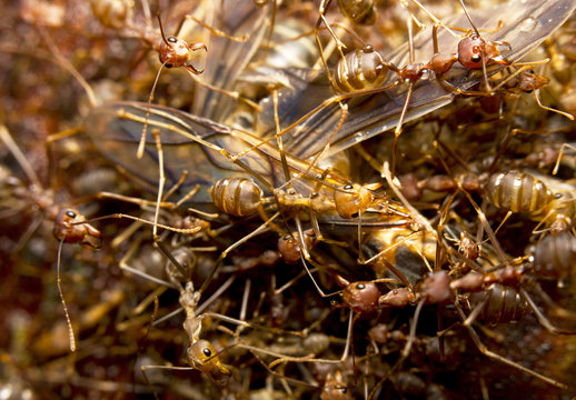 Macro of tropical red fire ants catching a prey, Borneo