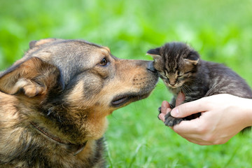 Big dog sniffing little kitten in female hands