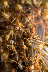 Macro of tropical red fire ants catching a prey, Borneo