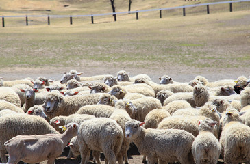 羊の群れ　未年年賀状