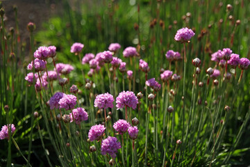 closeup o pink flowers