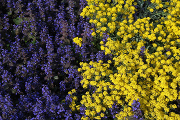 colorful mixed flowers background