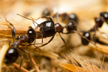 Black worker ants dragging vegetation to the colony