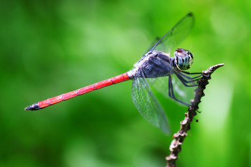 dragonfly