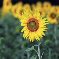 sunflower