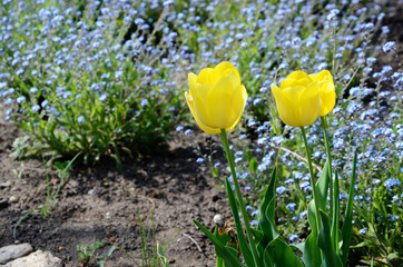 Beautiful yellow tulips in the garden