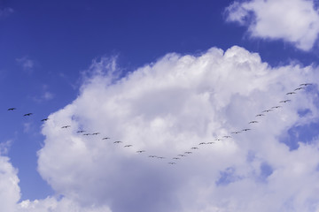 Birds Migrating