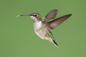 Female Ruby-throated Hummingbird (archilochus colubris)