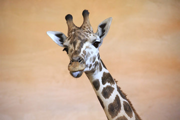 Funny giraffe shows tongue.