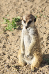 Thoughtful meerkat.