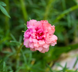 portulaca flowers at the garden.