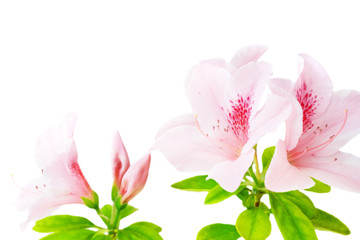 Fototapeta na wymiar Różowe kwiaty azalia