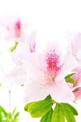 Pink azalea flowers