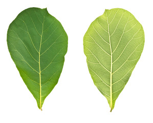 teak leaves on white background(Front and rear)