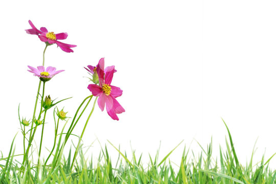 Fototapeta Beautiful flowers field