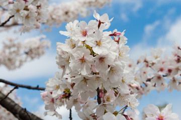 Obraz premium サクラ