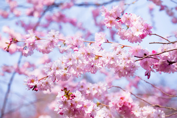 Beautiful Cherry blossom , pink sakura flower