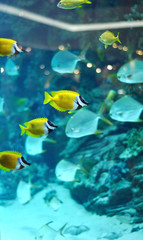 Fototapeta premium several foxface fish