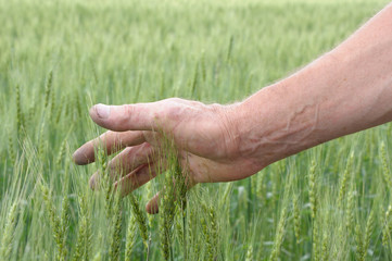 man's hand touching spicas of wheat