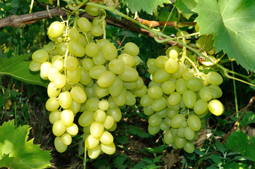 Growing branch of green grape in sunlight