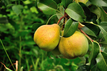 Two pears  on the branch