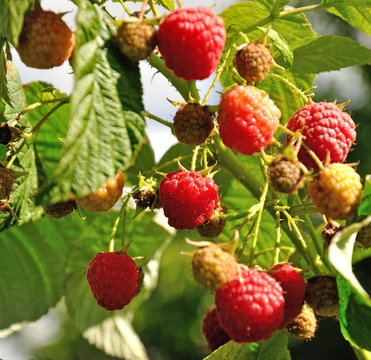 Branch of  red raspberry in sunlight