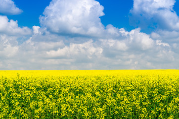 Obraz premium Clouds over a yellow field