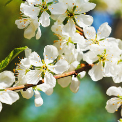 twig of cherry blossoms close up