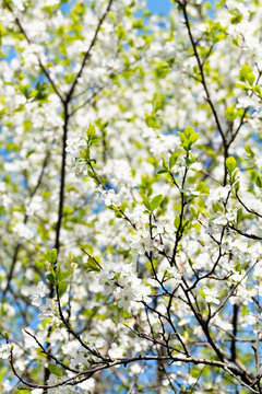 cherry twig and white blooming cherry tree crown