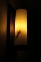 Fototapeta na wymiar Gecko In Lamp