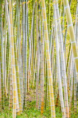 Bright golden bamboo forest