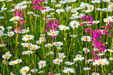 multi colored flowers blossoming on a meadow