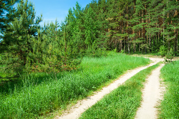 Fototapeta na wymiar summer rural landscape with the forest and the road