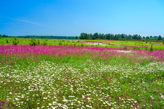 summer landscape with the  a blossoming meadow