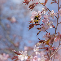 Cherry Bee