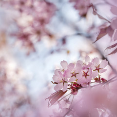 Finnish Cherry Flower