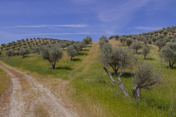 olive plantations - 64606848