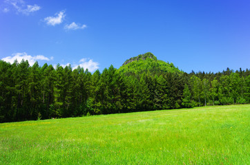 Obraz premium Meadow near the forest