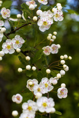 Schlehenblüten