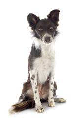 border collie