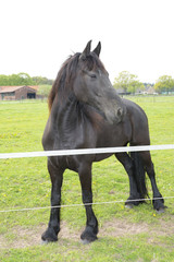 Obraz premium horse in a meadow