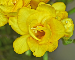 Fototapeta premium yellow freesia flower closeup, strong bokeh