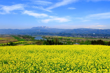 高台にある菜の花畑