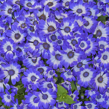 cineraria flowers bouquet closeup, natural background