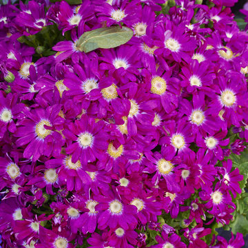 cineraria flowers bouquet closeup, natural background