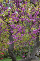 Obraz premium Natur