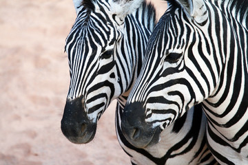 zebras