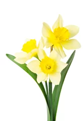 Door stickers Narcissus yellow daffodil isolated on a white background